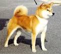 柴犬