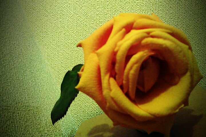 薔薇