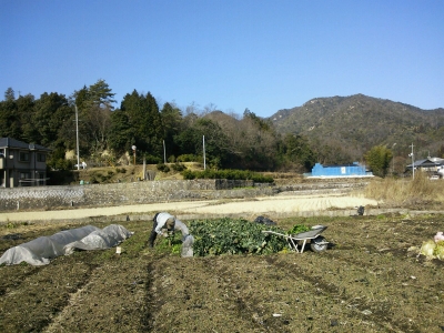 ほうれんそう