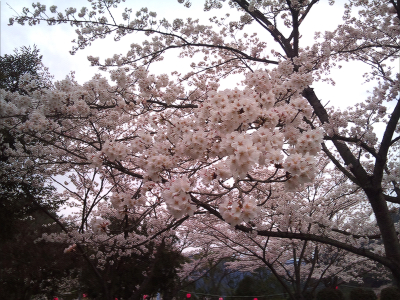 桜