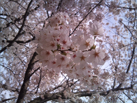 桜