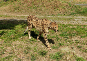 チーター