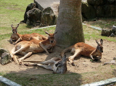カンガルー