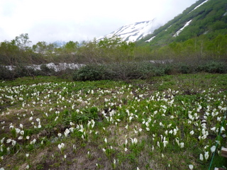 栂池自然園の水芭蕉