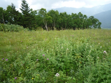 焼額山の植物 1