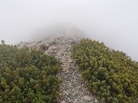 p490.jpg