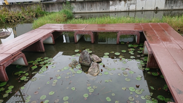 東員町 「めだかの学校」 | どんぐりブログ
