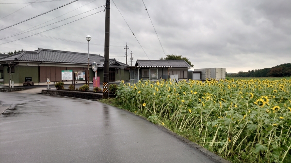 畑 いなべ 市 ひまわり
