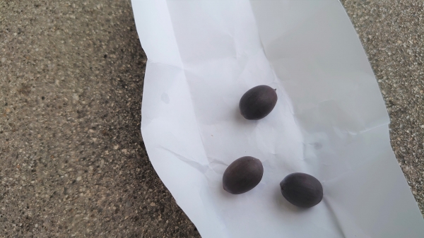 大賀ハスの種 10000粒 大賀蓮 オオガハス 大賀ハス 蓮の実 ハスの