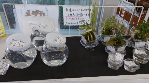 農家メダカ メダカのくらし 新装版 (科学のアルバム動物・鳥 18) | 草野 慎二 |本