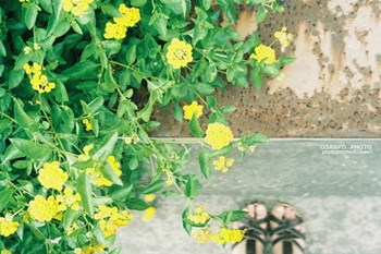 NATURA1600