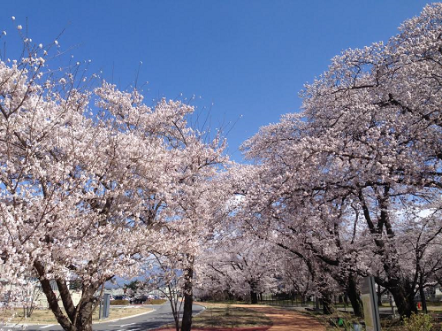 2017 SAKURA 1.png