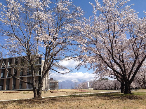 2017 SAKURA 4.png