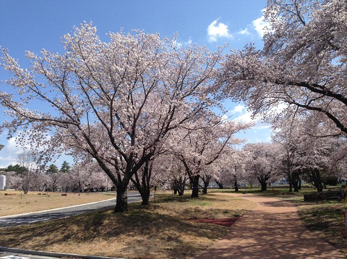 2017 SAKURA 5.png