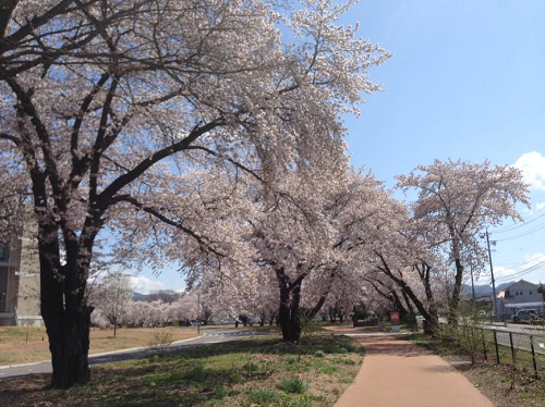 2017 SAKURA 6.png