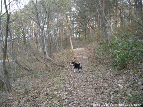 大森山森林公園1