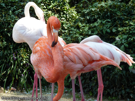 とべ動物園フラミンゴ