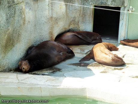 とべ動物園アシカ3
