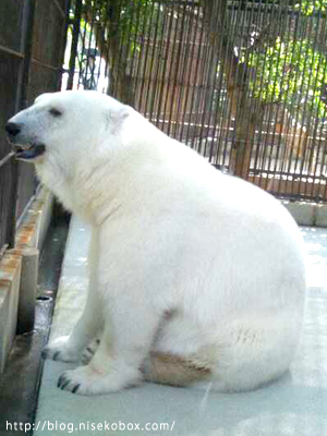 とべ動物園ピース1