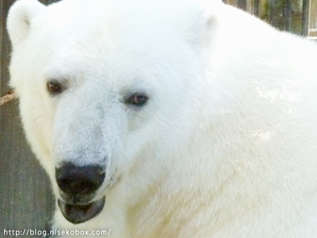 とべ動物園ピース2