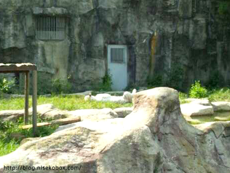 とべ動物園ホワイトタイガー