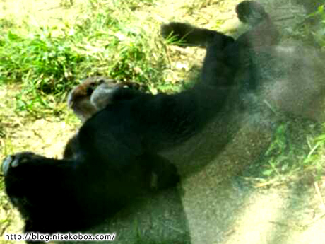 とべ動物園黒豹