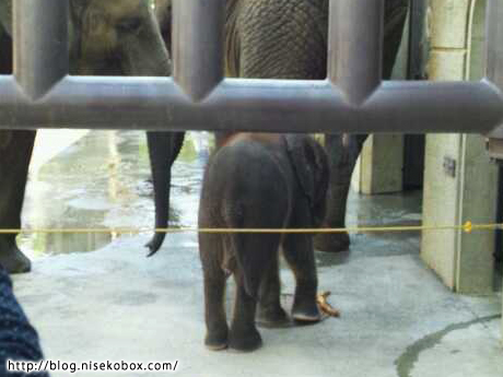 とべ動物園子象1