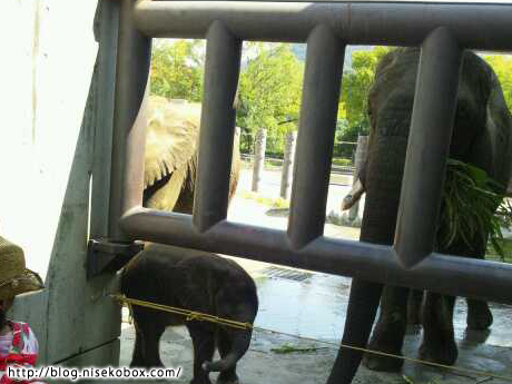 とべ動物園子象2