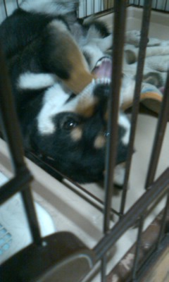 10年03月の記事 黒柴 桃子 チビでか兄ちゃん タクミ ウーパーらのぺーじ