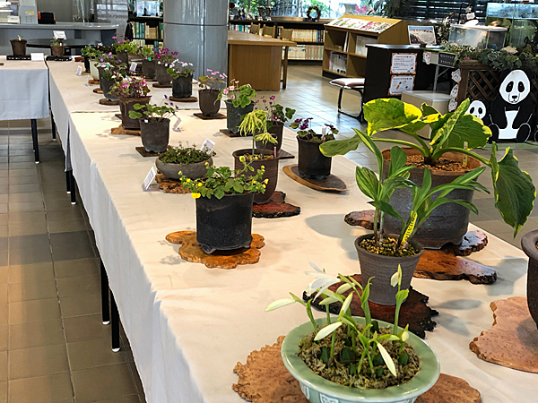 雪割草展示会