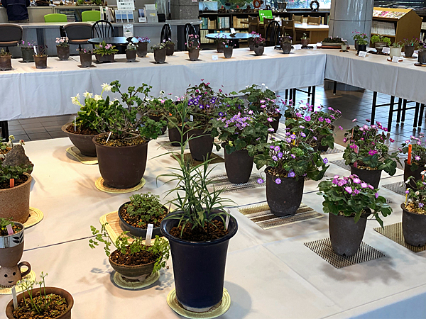 雪割草展示会