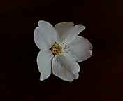 20060331_145488.jpg