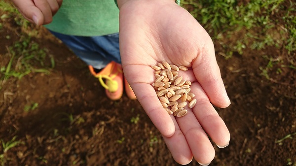 古代小麦（スペルト小麦）】を収穫しました。 | オーガニック菜園