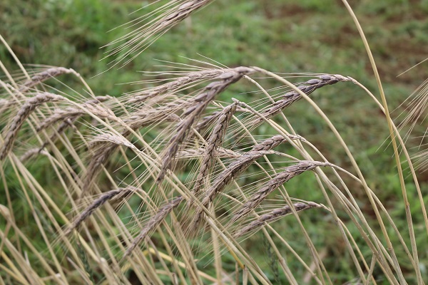 古代小麦（スペルト小麦）】を収穫しました。 | オーガニック菜園