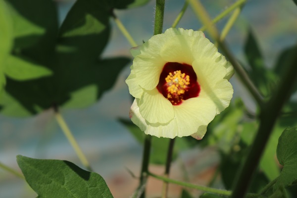 和綿の花