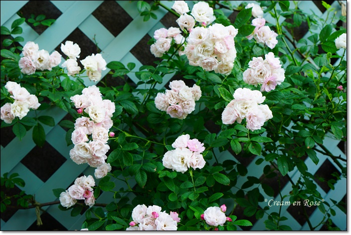 群舞13 Cream En Rose