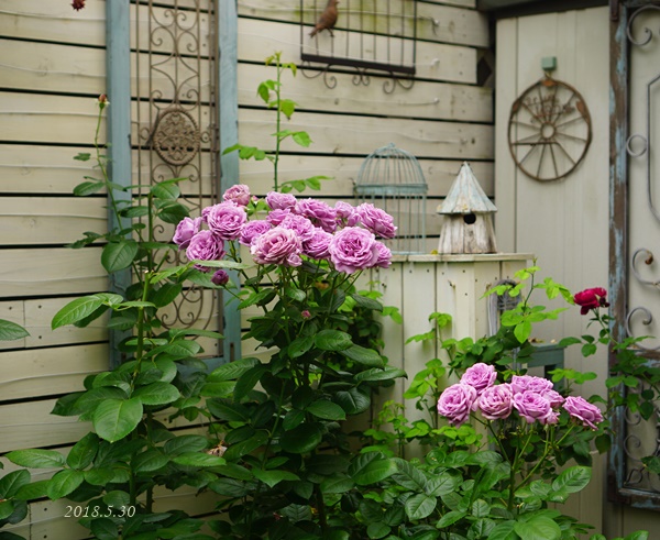 カインダブルー2018春 | *Cream en Rose*