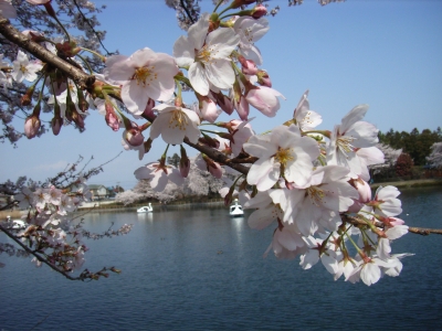 桜