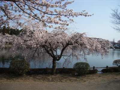 桜
