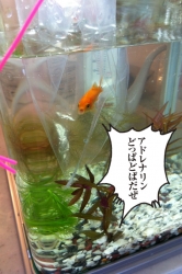 水あわせ