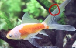 尾ビレに白点?