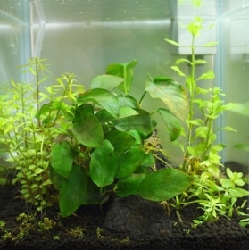 22cmキューブ水草121215