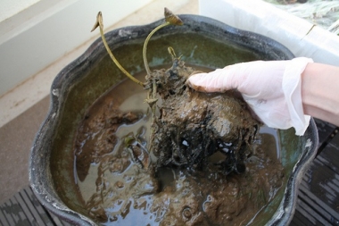 睡蓮鉢植え替え2