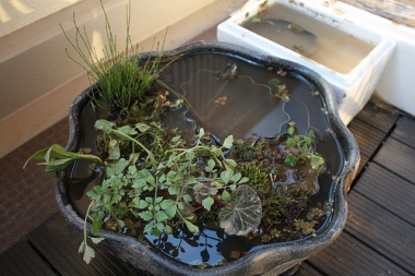 睡蓮鉢植え替え4