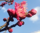 梅