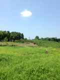 圃場−前