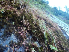 苔むした屋久島の花崗岩の斜面