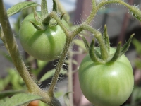 tomatoes