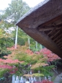 常楽寺 茅葺き屋根のお堂