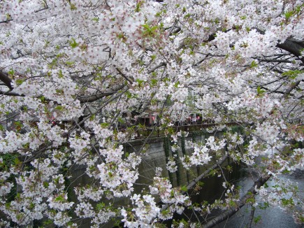 桜(2010年)